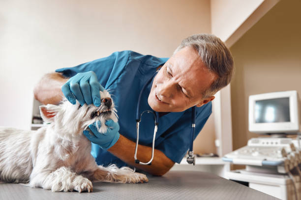 Best 24-Hour Emergency Dentist in Yadkinville, NC